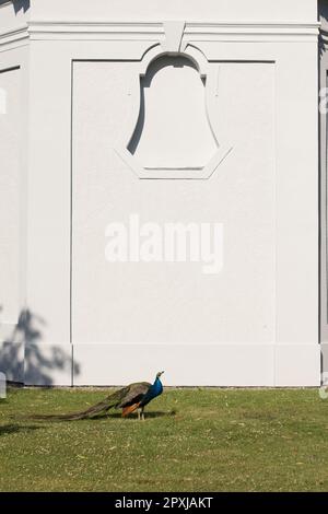 Peacock marchant sur l'herbe verte devant un bâtiment historique blanc dans Vojan Gardens Prague Banque D'Images