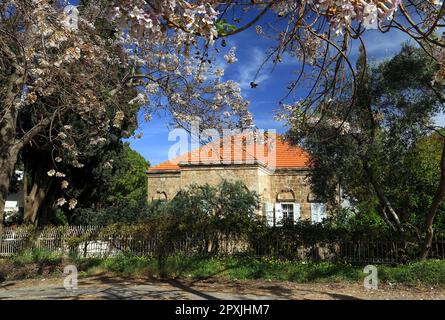 Une maison libanaise traditionnelle avec un arbre à fleurs au printemps. Banque D'Images