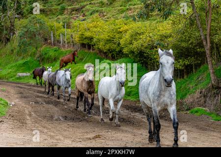 chevaux qui tournent sur une route de terre. Photo de haute qualité Banque D'Images