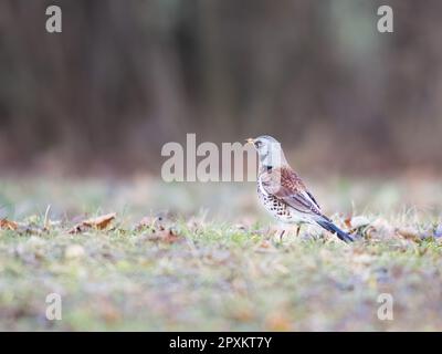 Une chanson trush est assise dans la prairie (Turdus philomelos) Banque D'Images