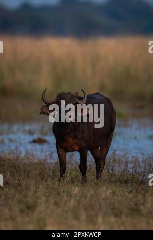 Le buffle du Cap se dresse sur la rive avec des boeufs Banque D'Images