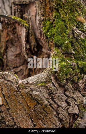 Une vieille souche pourrie recouverte de mousse, dans la forêt, un vieux arbre Banque D'Images