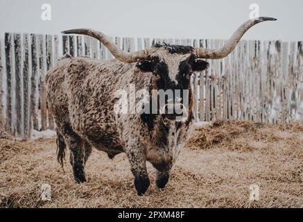 Un Texas Longhorn à pois blancs debout sur de l'herbe sèche pendant la chute de neige. Banque D'Images
