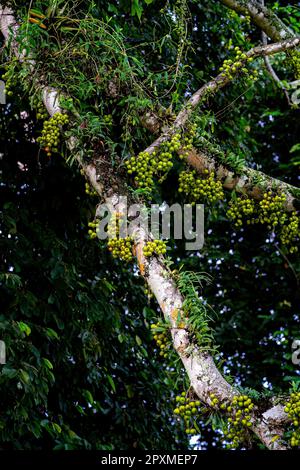 Bouquet de fruits de superba ficus verts sur la branche. Arbre de forêt tropicale de Ficus virens Aiton. Angle bas. Banque D'Images