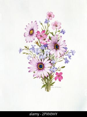 Œuvres d'art. Peinture aquarelle de pâquerettes africaines roses et de délicates fleurs bleues. Banque D'Images