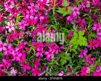 Flamme de Scarlet Phlox subulata Banque D'Images