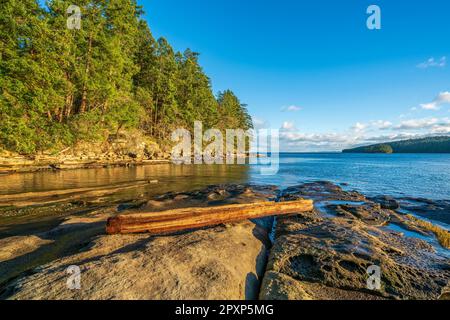 Une bûche de bois flotté s'est lavée sur le rivage rocheux de l'île Gabriola Banque D'Images