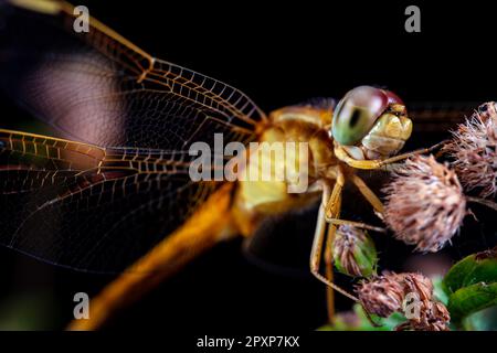 Photographie macro d'une libellule nocturne Banque D'Images