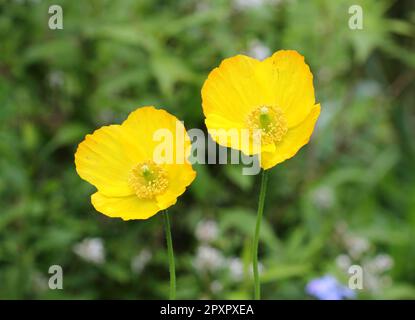 Le coquelicot gallois jaune, Papaver Cambricum Banque D'Images