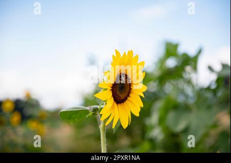 Bumblebee assis sur un beau tournesol jaune en fleur dans un jardin d'été. Banque D'Images