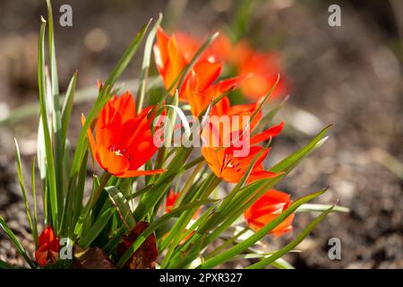 Fleurs rouges de la Tulipa armena Banque D'Images