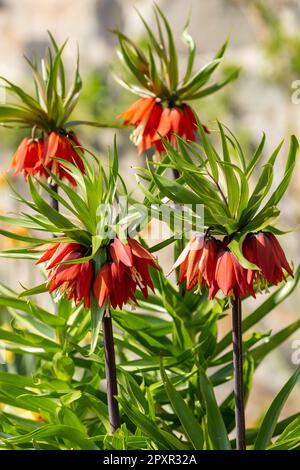 Le Fritilaria impérialis, la couronne impériale, le fritillaire impérial ou la couronne du Kaiser, est une espèce de plante florissante de la famille des Liliaceae Banque D'Images