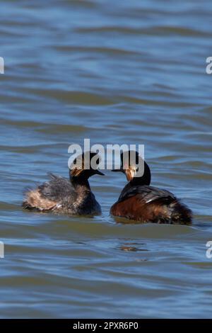 Podiceps nigricollis, Schwarzhalstaucher, grèbe à oreilles, grèbe à col noir Banque D'Images