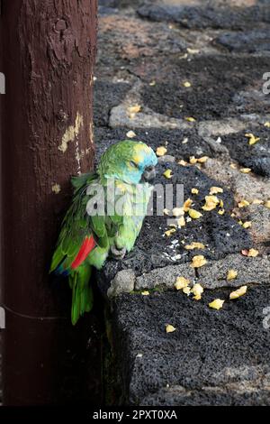 Petit vieux perroquet vert tamé / parakeet endormi à l'extérieur d'un bar à Playa Blanca, Lanzarote pris février 2023. Banque D'Images