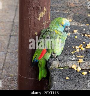 Petit vieux perroquet vert tamé / parakeet endormi à l'extérieur d'un bar à Playa Blanca, Lanzarote pris février 2023. Banque D'Images