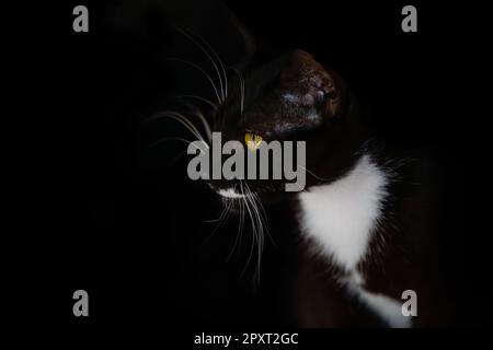 Chat noir et blanc. Vue latérale de l'arrière-plan noir. Banque D'Images