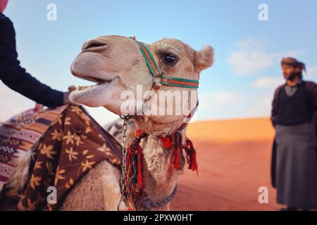 Chameau reposant sur le sable rouge Wadi Rum désert gros plan à la tête, brouillé homme bédouin local en arrière-plan. Banque D'Images