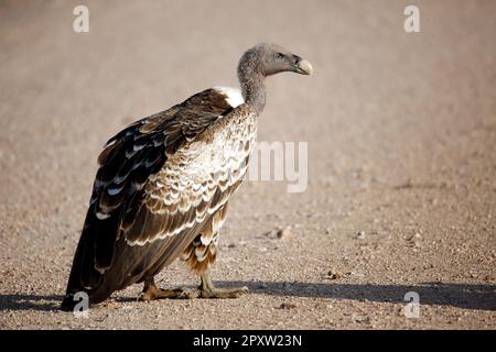 La Vulture de Rüppell (Gyps rueppelli) en profil, sur la route de la saleté. Amboseli, Kenya Banque D'Images