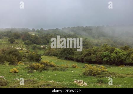 Magnifique paysage avec brouillard sur le sommet du Mont Meron en Israël Banque D'Images