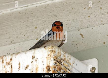 Bienvenue Swallow (Hirundo neoxena neoxena) lumière perchée pour adultes appelant le sud-est du Queensland, Australie. Mars Banque D'Images