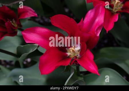 Tulipe Doll's Minuet Banque D'Images