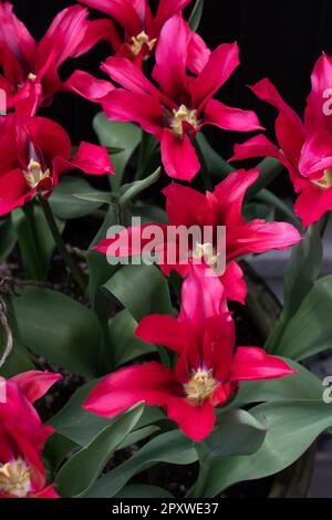 Tulipe Doll's Minuet Banque D'Images