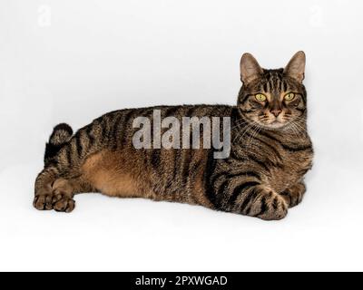 Le chat tabby européen exquis avec des accents orange repose ses pattes sur une table. Regard intense jaune-vert fixé devant. Isolé sur fond blanc. Banque D'Images