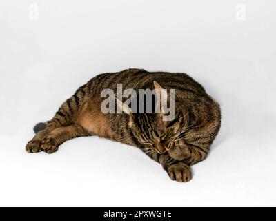 Magnifique chat tabby gris et marron dans une posture couchée détendue, les yeux fermés dans une posture paisible. Paw sur le devant avec expression sereine. Isolé sur gris b Banque D'Images