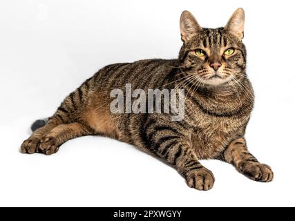 Joli chat tabby gris et brun avec de charmants yeux jaune-vert fixe directement au arroeur. Posture décontractée avec jambes avant allongées. Isoler Banque D'Images