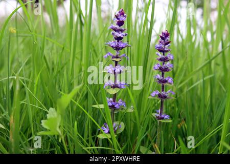 Fleur d'été cachée dans l'herbe haute Banque D'Images
