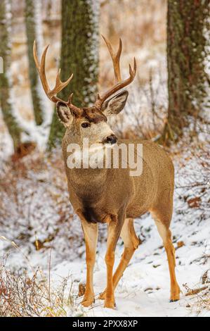 Un grand cerf mulet buck pendant l'automne de l'ornière dans le sud-ouest de l'Alberta Banque D'Images