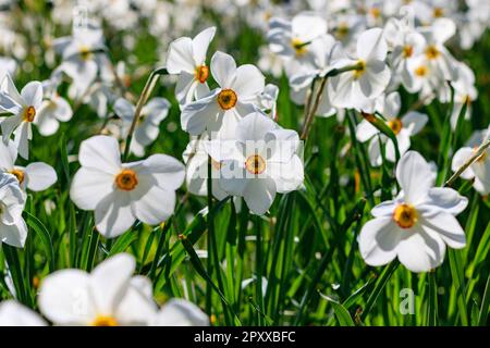 Champ de jonquilles de poète blanc (Narcissus poeticus) en pleine floraison sous la lumière du soleil Banque D'Images