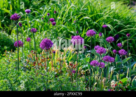 Fleurs ornementales allium en bordure de jardin Banque D'Images