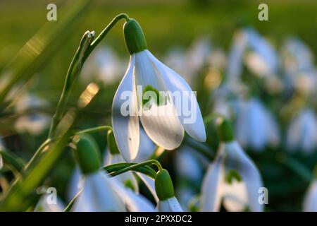 Gros plan de gouttes de neige (Galanthus nivalis) fleurissant au début du printemps, illuminées par la lumière chaude du coucher du soleil Banque D'Images