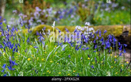 Un clopied de Bluebells bleu vif sur un sol boisé Banque D'Images
