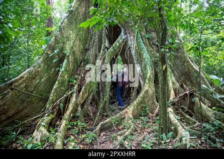 Muelle San Carlos, Costa Rica - les touristes marchent à travers un arbre de ficus dans la forêt tropicale du Costa Rica. Banque D'Images