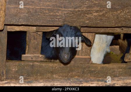 Chèvres peeking dehors de la clôture en bois sur la ferme Banque D'Images