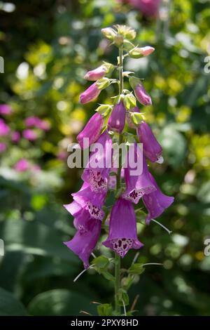 Rose Foxglove fleurs Digitalis purpurea) Banque D'Images