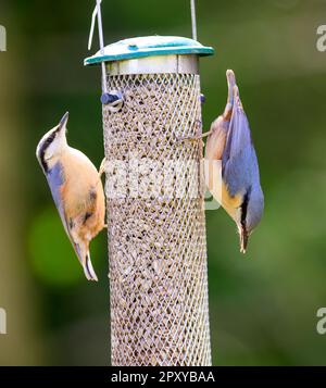 Nuthatch, Sitta europaea, sur un mangeoire de jardin - un goinmg vers le haut, l'autre vers le bas Banque D'Images