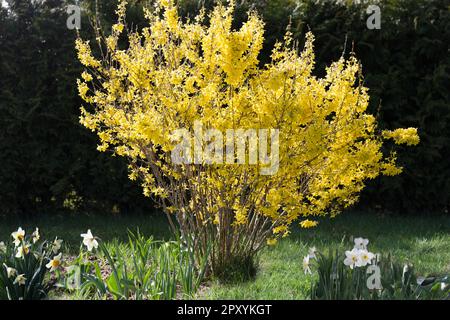 Fleurs de la brousse de forsythia et de la jonquille en toile de fond d'une haie d'arborvitae. Banque D'Images