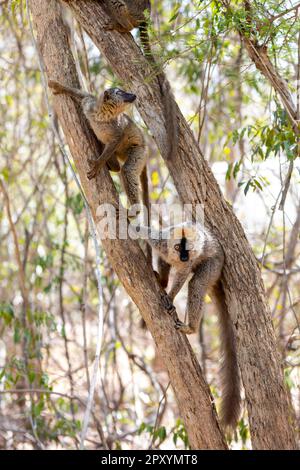 Citron à fronces rouges (Eulemur Rufifrons), couple sur arbre. Animal endémique en voie de disparition dans la forêt de Kirindy, Madagascar animal sauvage. Banque D'Images