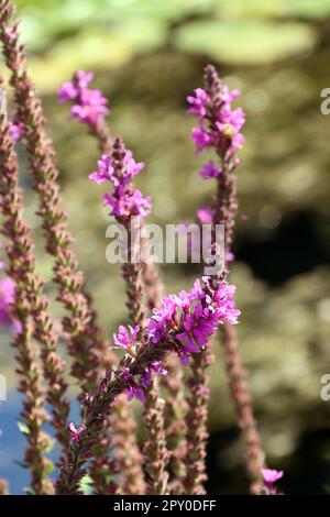 Gewöhnlicher Blutweiderich (Lythrum salicaria), blühende Pflanze Banque D'Images