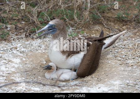 famille d'oiseaux à pieds bleus Banque D'Images