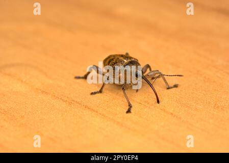 Single Weevil (curculio glandium) sur sol en bois, macro photographie d'insectes, nature, biodiversité Banque D'Images