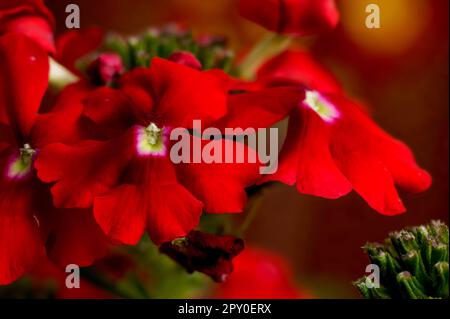 Verveine de jardin (Verbena hybrida), fleurs rouges d'une plante ornementale populaire, décor délicat élégant et romantique, fleurs en pleine fleur de gros plan Banque D'Images