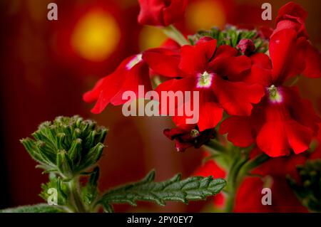 Verveine de jardin (Verbena hybrida), fleurs rouges d'une plante ornementale populaire, décor délicat élégant et romantique, fleurs en pleine fleur de gros plan Banque D'Images