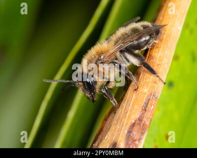 Adulte de printemps de l'abeille minière de buffles originaire du Royaume-Uni, Andrena nigroaenea, une visiteur de jardin Banque D'Images