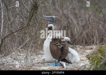 famille d'oiseaux à pieds bleus Banque D'Images