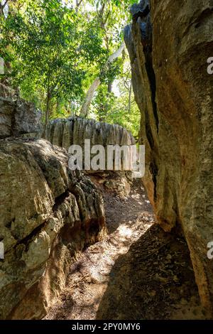 Petit Tsingy de Bemaraha, réserve naturelle stricte située près de la côte ouest de Madagascar. Patrimoine mondial de l'UNESCO avec une géographie unique, mangrove Banque D'Images