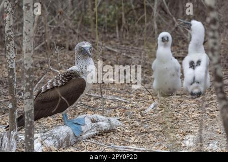 famille d'oiseaux à pieds bleus Banque D'Images